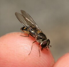 Meliscaeva auricollis