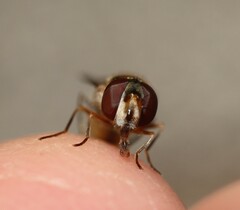 Meliscaeva auricollis