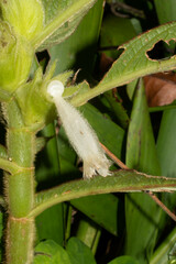Columnea mastersonii