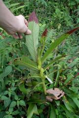 Columnea mastersonii