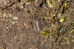 Scleropactes pilosus