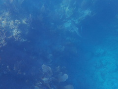 Carcharhinus perezii