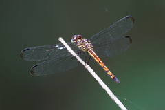 Cannaphila insularis