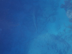 Carcharhinus perezii