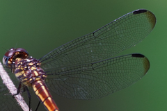 Cannaphila insularis