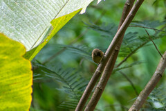 Sporophila