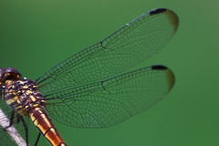 Cannaphila insularis