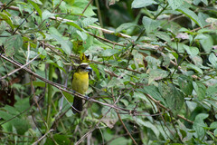 Ramphocelus flammigerus icteronotus