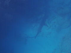 Carcharhinus perezii