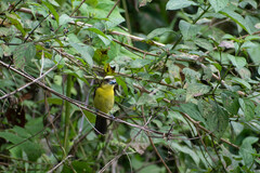 Ramphocelus flammigerus icteronotus