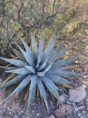 Agave simplex