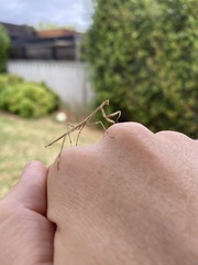 Archimantis sobrina