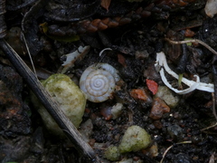 Discus rotundatus