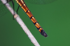 Cannaphila insularis