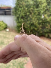 Archimantis sobrina