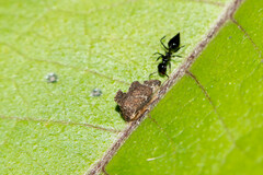Membracidae