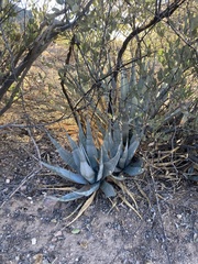 Agave simplex