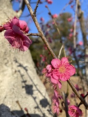 Prunus mume