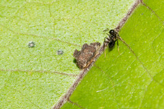Membracidae