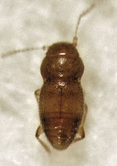 Ptinella taylorae