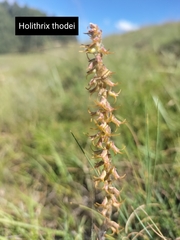 Holothrix thodei