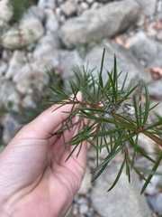 Acacia riceana