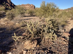 Cylindropuntia acanthocarpa