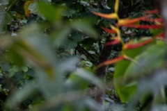 Heliconia latispatha