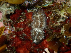 Thysanozoon brocchii