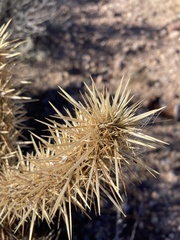 Cylindropuntia acanthocarpa