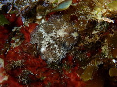 Thysanozoon brocchii