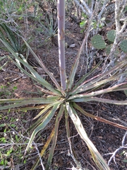 Agave aktites