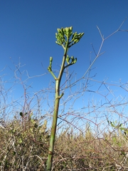 Agave aktites