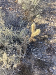 Cylindropuntia acanthocarpa