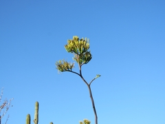 Agave aktites