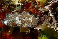 Thysanozoon brocchii