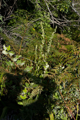 Chlorophytum krookianum