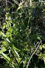 Chlorophytum krookianum