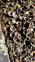 Cyathus stercoreus
