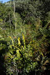 Chlorophytum krookianum