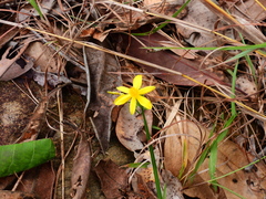 Tricoryne anceps