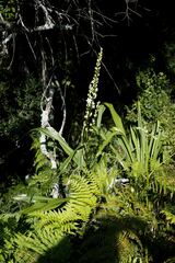 Chlorophytum krookianum