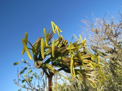 Agave aktites