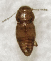 Ptinella taylorae