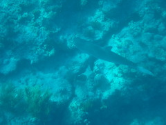 Carcharhinus perezii