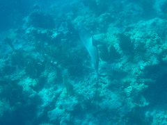 Carcharhinus perezii