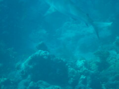 Carcharhinus perezii