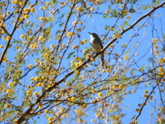 Vireo bellii