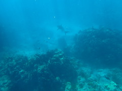 Carcharhinus perezii