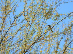 Vireo bellii